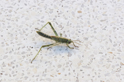 Close-up of insect on wall