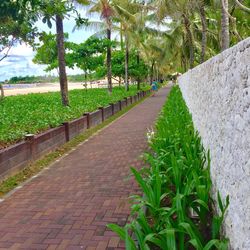 Walkway amidst trees and plants against sky