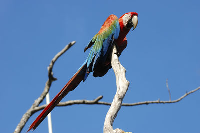 Low angle view of parrot perching on branch against blue sky