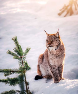 Close-up of cat