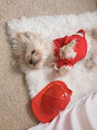 High angle view of dog on red floor