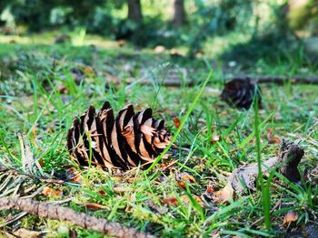 Close-up of pine cone on field