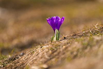 Close-up of purple crocus flower on field