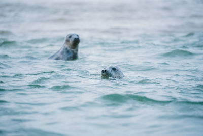 High angle view of turtle in sea