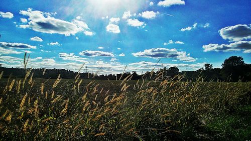 Scenic view of field against blue sky