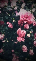 Close-up of pink flowers