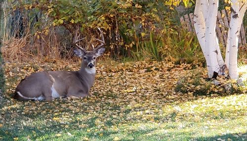 Portrait of deer sitting on field