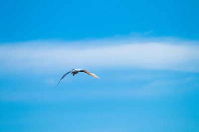 Low angle view of seagull flying in sky