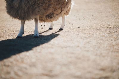 View of a bird on field