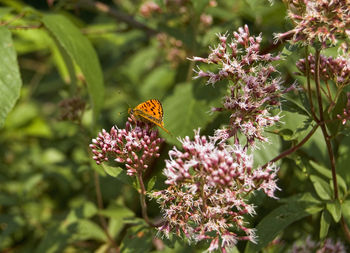 Close-up of butterfly on pink flower