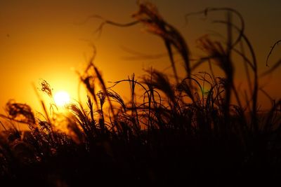 Close-up of plants growing on field at sunset