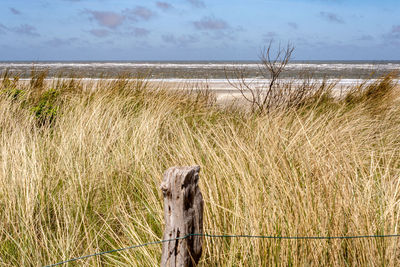 View of an animal on land