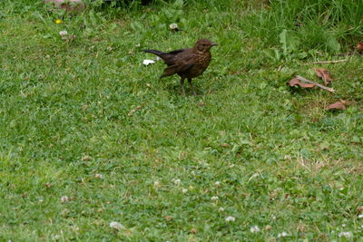 Bird on grass
