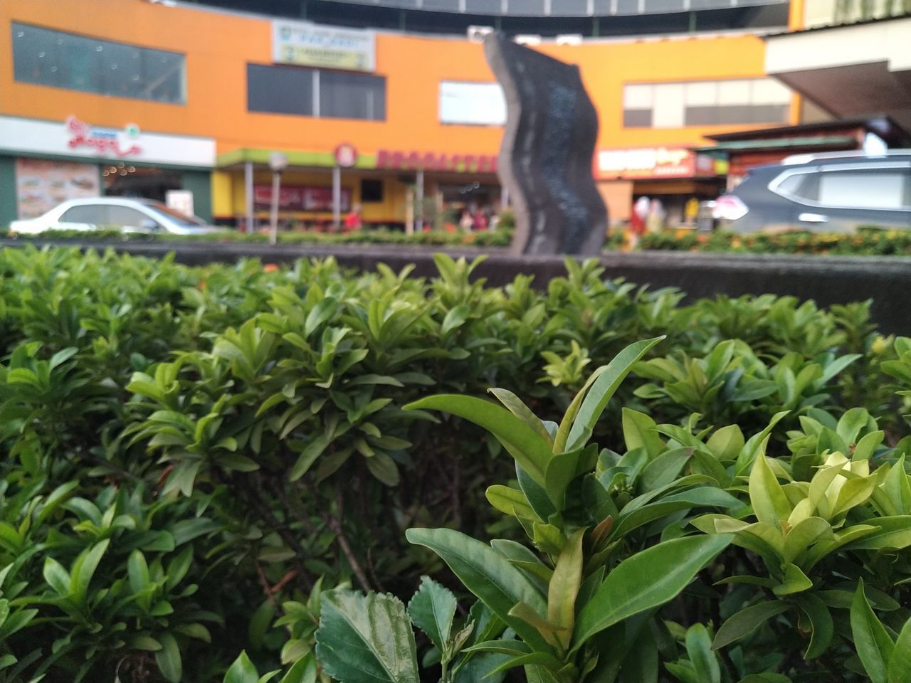 CLOSE-UP OF PLANT AGAINST BUILDING