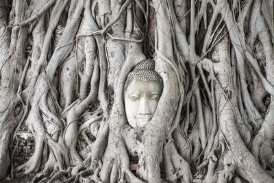 Buddha carved on banyan tree