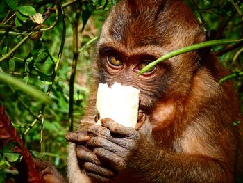 Close-up of monkey eating plant