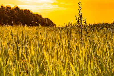 Scenic view of field against sunset sky