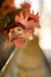 Close-up of rooster