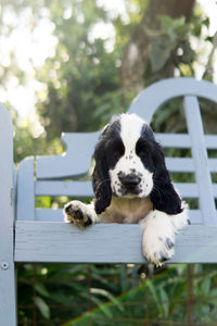 Portrait of puppy dog on blue bench