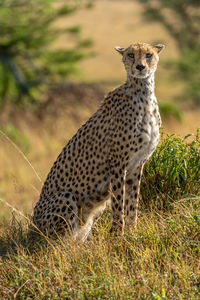 Female cheetah sits in grass eyeing camera