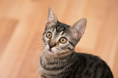 Close-up portrait of tabby cat