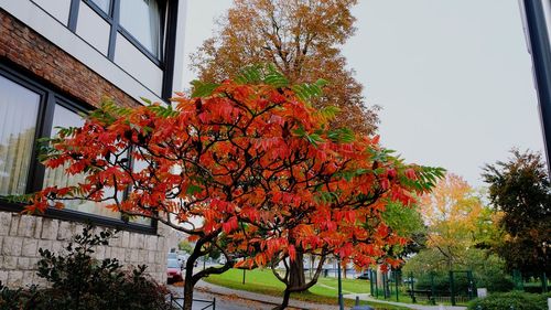 Low angle view of autumn tree against sky