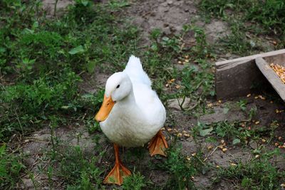 High angle view of white duck on field