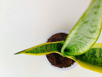 Close-up of green leaves on table