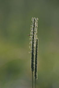 Close-up of insect on plant