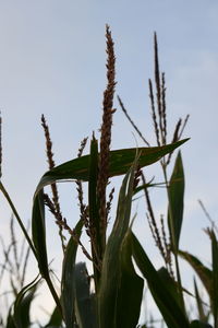 Low angle view of plant against sky