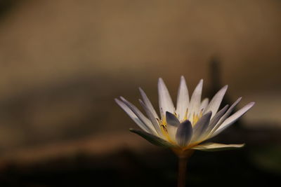 Close-up of white flower