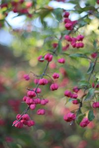 Close-up of pink flowering plants