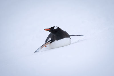 Gentoo penguin lies on belly in snow