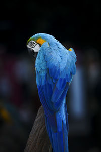 Beautiful feather of blue glod macaw bird perching on dry branch