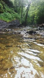 Scenic view of river in forest