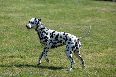 Close-up of a dog running on grass