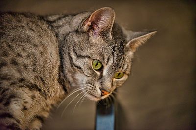 Close-up portrait of a cat looking away