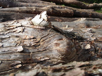 Close-up of tree stump