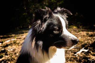 Close-up of dog outdoors