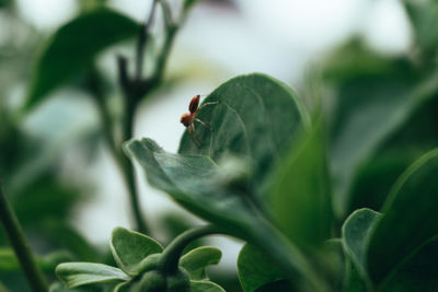Close-up of insect on plant
