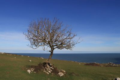 Tree by sea against clear blue sky