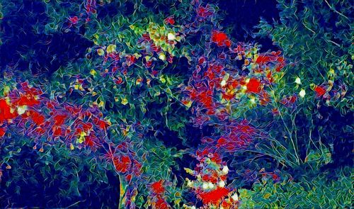 Full frame shot of multi colored flowers