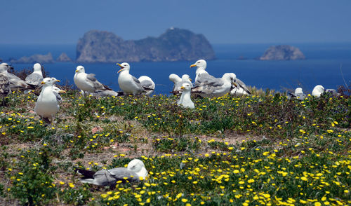 Flock of birds perching on white flowers