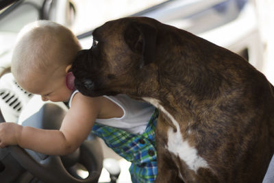 Boxer licking baby in car