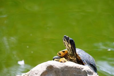 Close-up of bird on rock by lake