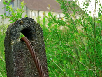 Close-up of snake on field