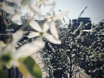 Low angle view of flowering tree by building against sky