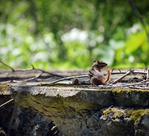 Squirrel sitting on wall