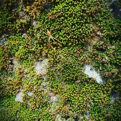 Full frame shot of plants