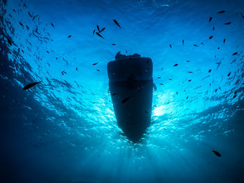 Low angle view of fish swimming in sea